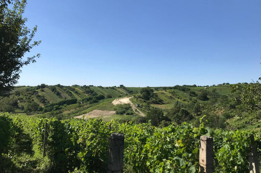 Tjekkisk vinsmagning, torsdag den 23. maj 2024
